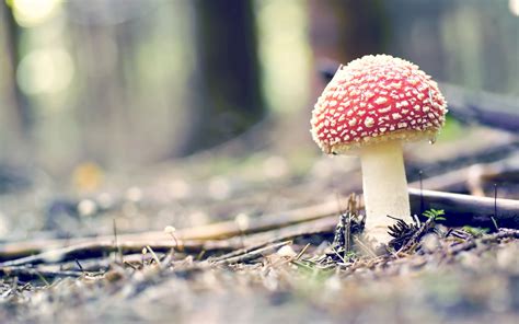 forest mushroom cool hd - HD Desktop Wallpapers | 4k HD