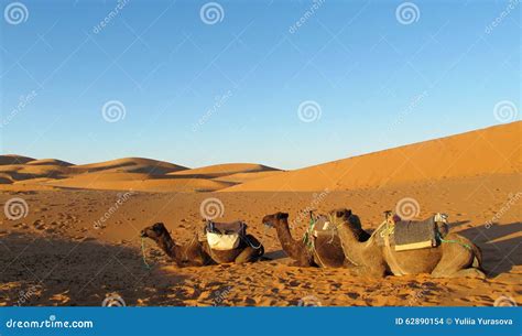 Camels In Desert Stock Photo Image Of Colorful Nature 62890154