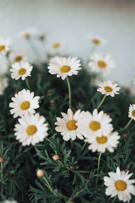 Beautiful Blossom Of Daisies In Close Up By Stocksy Contributor Amir