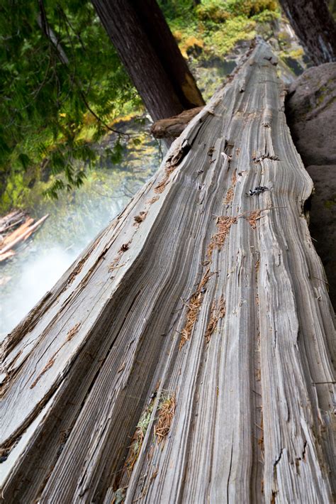 Fallen Wood At Silver Falls Mfeingol Flickr
