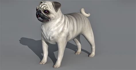 L➤ dog view in 3d ✅. Pug Dog 3d model