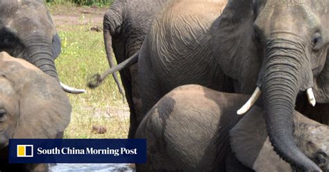 After Elephant Massacre Botswana Mulls End To Hunting Ban South China Morning Post