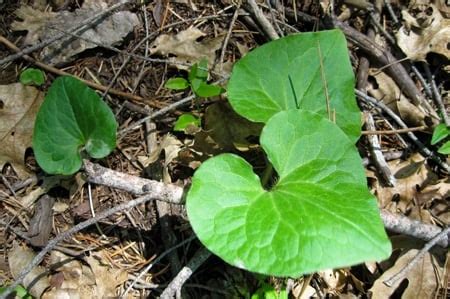 Wild Ginger Edible And Toxic