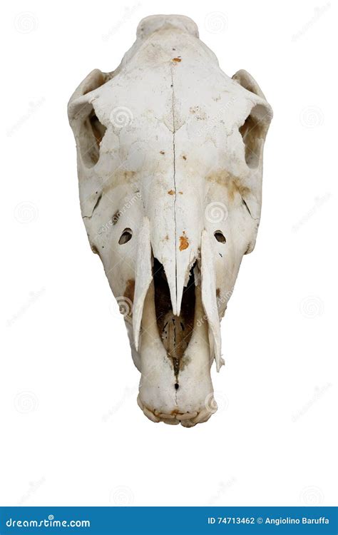 Horse Skull And Bones Royalty Free Stock Photo