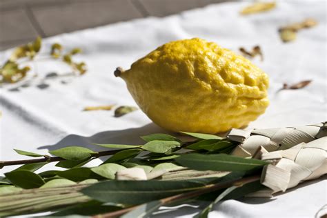 The Meaning Of The Lulav And Etrog Breaking Matzo