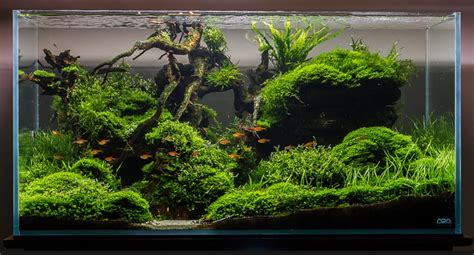 Seni menata tanaman dalam air atau aquascape masih tergolong langka. Best Java Moss Tank Ideas - Aquascape Paludarium Blog ...