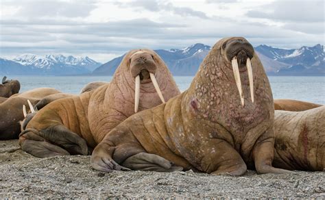 Is A Walrus A Mammal • • Nature Science Life