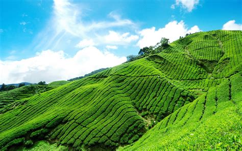 Plantation Of Tea In The Mountains Wallpapers And Images Wallpapers