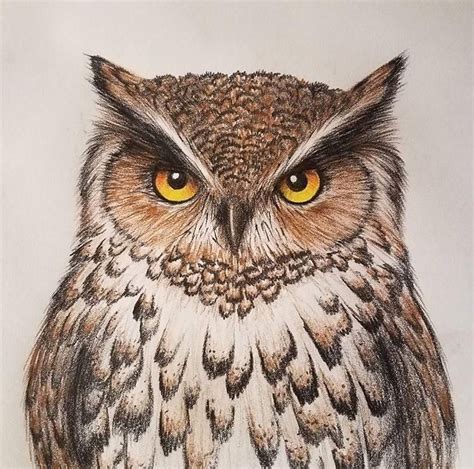 Hoo Likes My Owl Colored Pencil Owls Drawing Owl Drawing Color