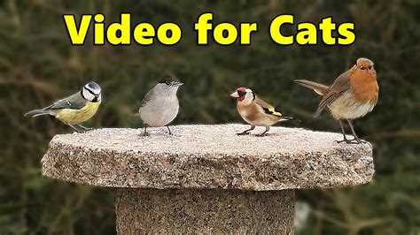 Birds For Cats To Watch ~ Birds Of Many Colours ⭐8 Hours⭐ New ️ Youtube