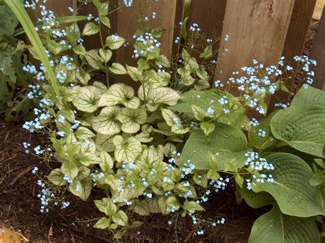One Of My First Garden Compositions Brunnera Jack Frost And Hosta