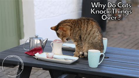Why Do Cats Knock Things Over Answer Revealed