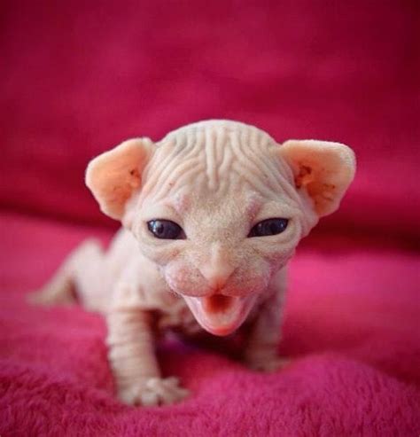This hairy sick is what. Little Sphinx Kitten... I'm getting this baby very soon ...