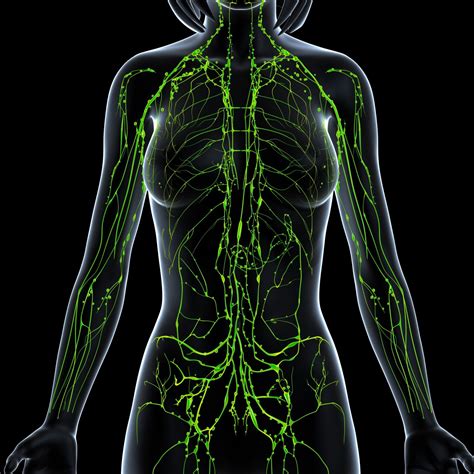Podcast 131 Help Barretts Esophagus With Lymphatic System