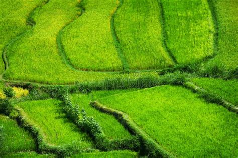 Teraced Rice Fields Stepping Down From The Hillside In Asia Stock Photo