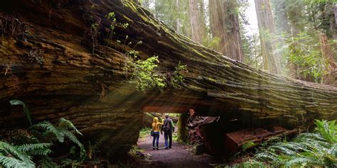 Best Places To See Redwoods Via Redwood Forest California Redwood