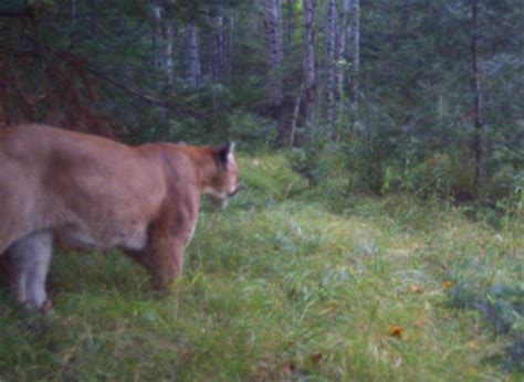 Dnr Testing Explains Where Michigans Cougars Came From