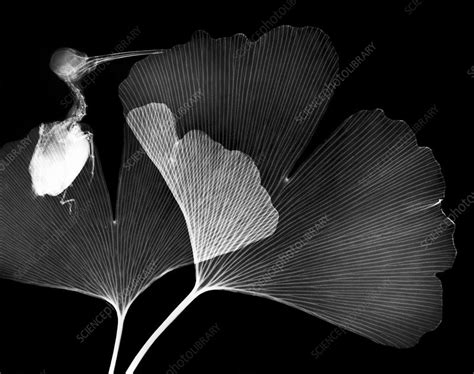 Ginkgo Leaves And Bird X Ray Stock Image C0251148 Science Photo