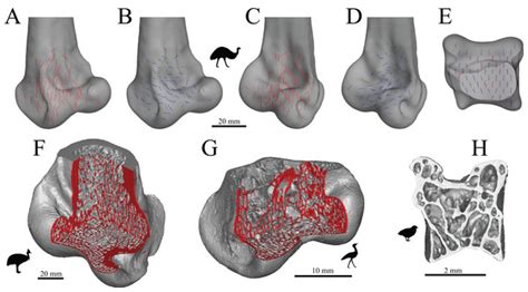 Cancellous Bone And Theropod Dinosaur Locomotion Part I—an Examination