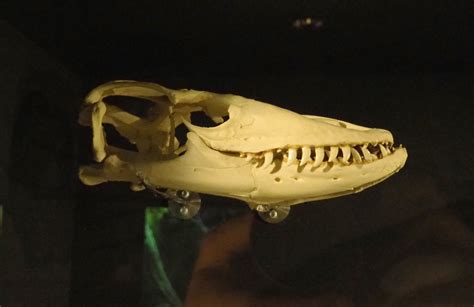 Komodo Dragon Skull Varanus Komodoensis 2021 07 17 Zoochat