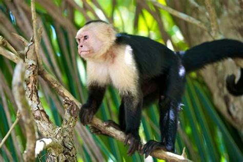 Capuchin Monkey Monkey Genus