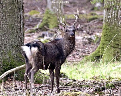 Sika Deer Click Image To Enlarge New Forest Nature Photography