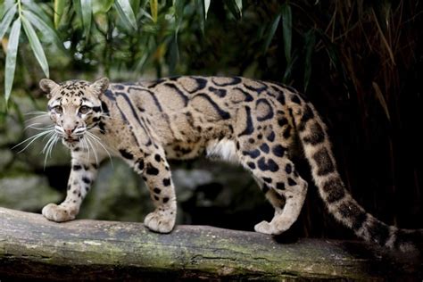 Can Taiwans Formosan Clouded Leopard Claw Its Way Back From Extinction