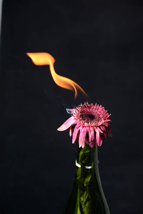 Flaming Flower Flowers Photo