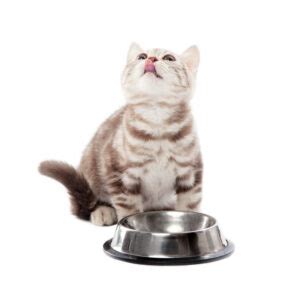 But this guide will provide most commercial wet food and dry food formulas provide cats with a complete and balanced diet. Best Cat Food for Indoor Cats in 2020 [Top-10 | Dry & Wet ...