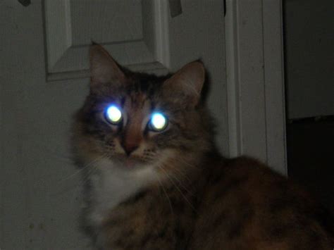 Glow Eyes Cat Kyra Cats Know Your Meme