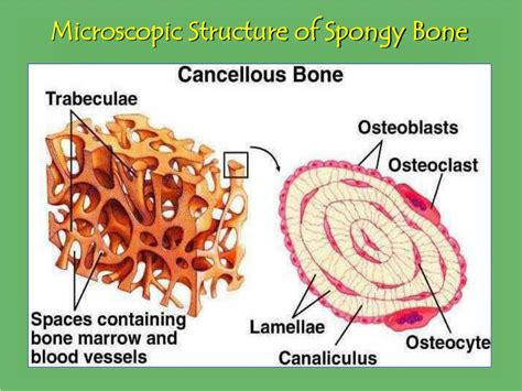Label The Microscopic Anatomy Of Spongy Bone My XXX Hot Girl