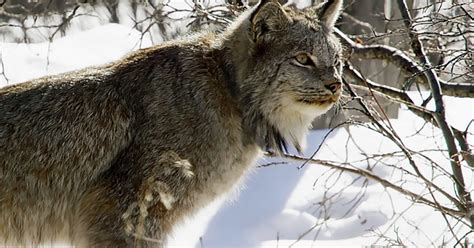 Cameraman Captures Impossible Lynx Footage Madly Odd