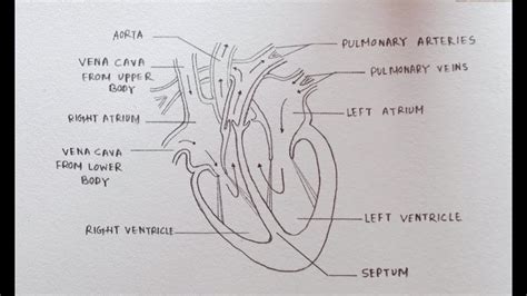 How To Draw Diagram Of Human Heart Easily Step By Step Youtube