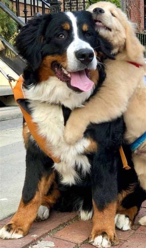 Its All About The Hugs Therapy Animals Dog Lovers Bernese Dog