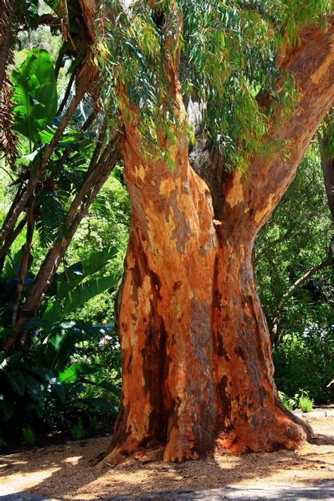 Austwood Australia Red Gum Stunningly Beautiful Beautiful World