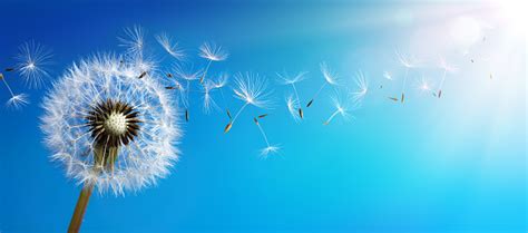 Dandelion With Seeds Blowing Away Blue Sky Stock Photo Download Image