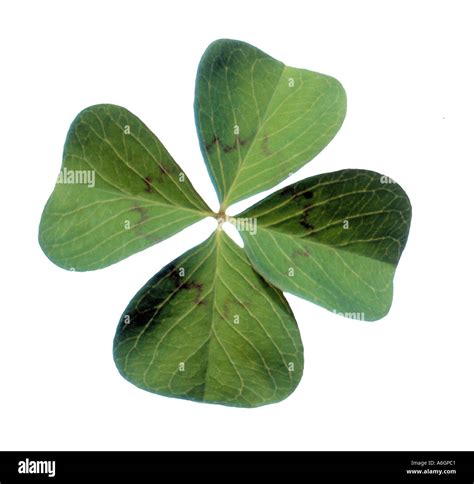 Four Leaved Clover Stock Photo Alamy