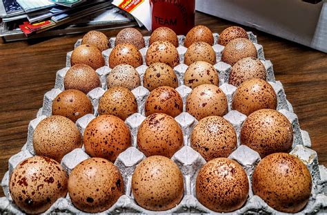 Speckled Egger™ Fertile Hatching Eggs For Sale Fresh Fertile Eggs Cackle Hatchery