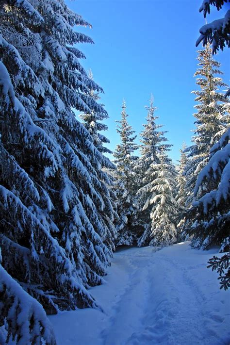 Path In The Snowy Forest Fir Trees Under Snow Stock Image Image Of