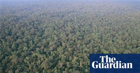 Sumatras Rainforest Environment The Guardian