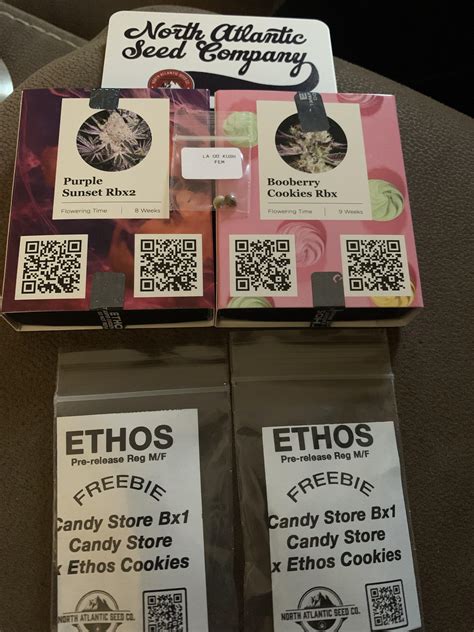 North Atlantic Seed Company 12 Freebies in all…will have to pheno hunt