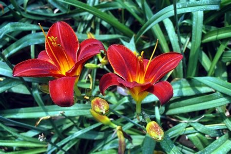 Gambar Bunga Lily Denah