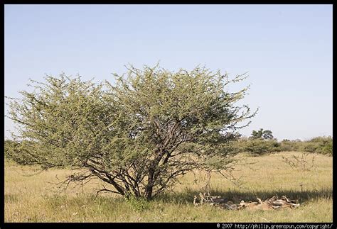 Photograph By Philip Greenspun Lion Pride Shade Acacia Tree
