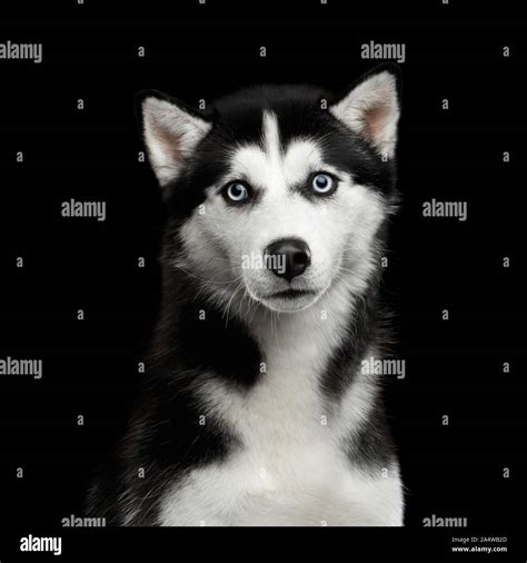 Portrait Of Siberian Husky Dog With Blue Eyes Surprised Looking In