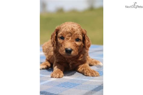 Best food for young goldendoodle. Goldendoodle puppy for sale near Jackson , Tennessee ...