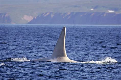 Rare White Killer Whale Sighted Off Russia The Times