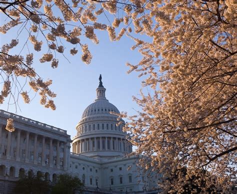 Premium Photo Sunrise At Capitol With Cherry Blossoms Framing The Dome