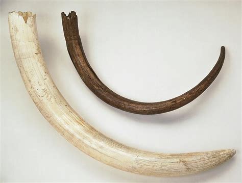 Tusk From Mammoth Photograph By Dorling Kindersleyuig Fine Art America