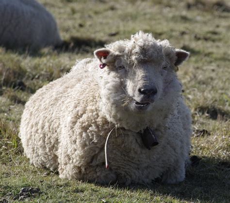 Verschwenderisch Supermarkt Identität Wolle Schaf Armut Debatte Kosten