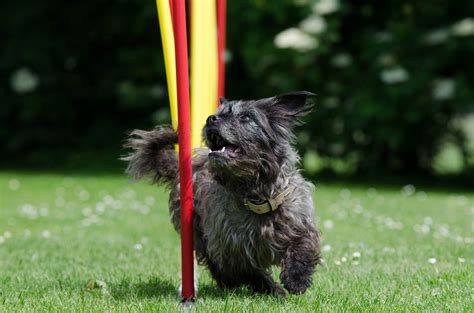 Free Images Grass Hair Sport Sweet Puppy Cute Female Pet